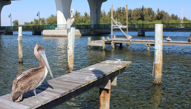 the-riverside-caf-fine-dining-and-bar-along-the-indian-river-lagoon-in